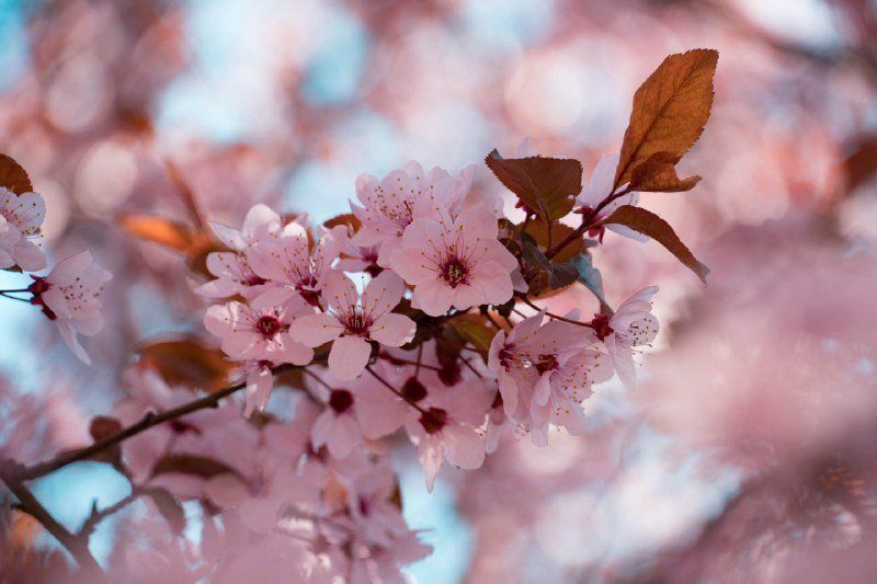 Веселкове весняне цвітіння мешканців Закарпаття цьогоріч через коронавірус не радує
