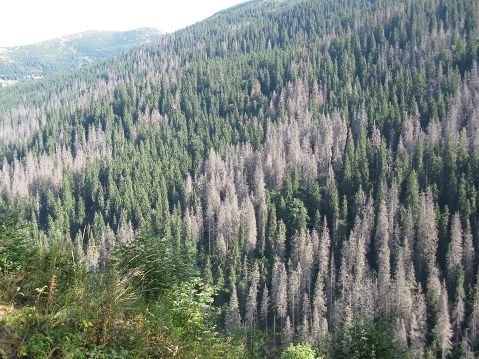 В горах в Закарпатье массово усыхают ели