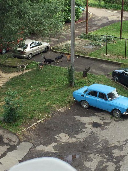 Бездомные собаки в ужгородском микрорайоне "Шахта"