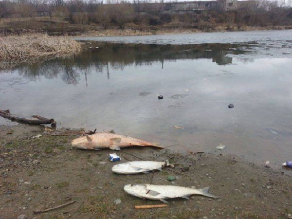 В Ужгороде на озере "Кирпичка" появилась масса погибшей рыбы