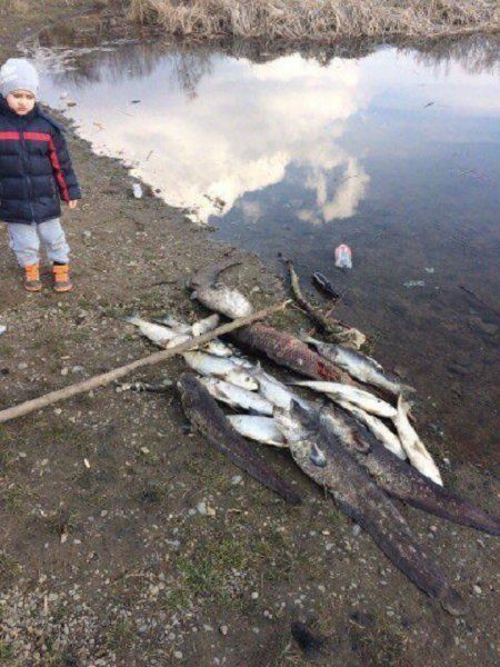 В Ужгороде на озере "Кирпичка" появилась масса погибшей рыбы