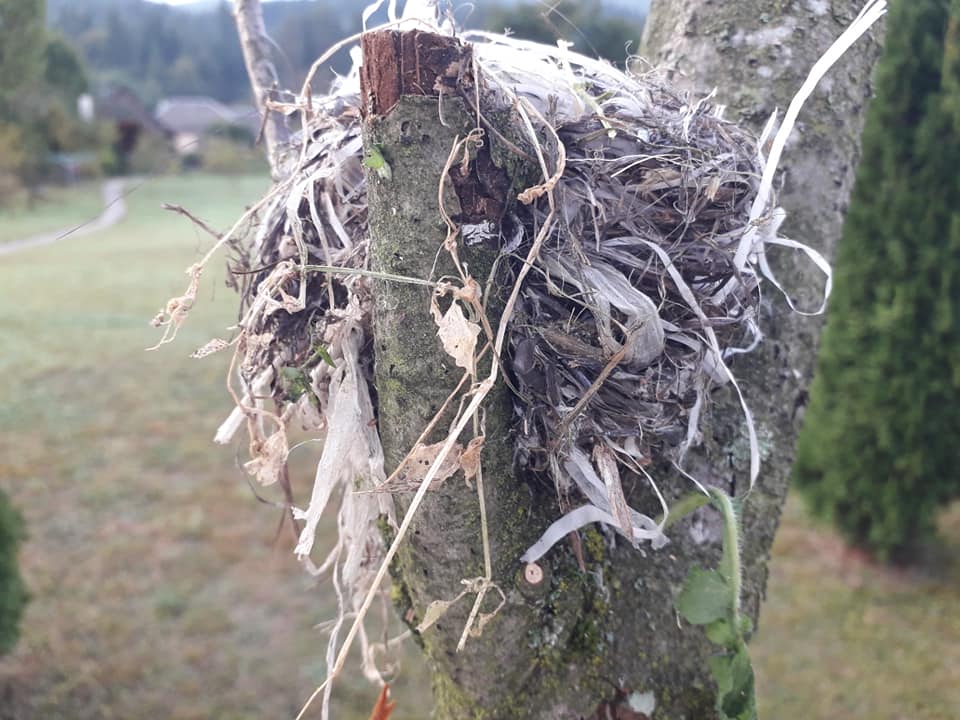 В Закарпатье птицы строят гнезда по "новейшим" технологиям