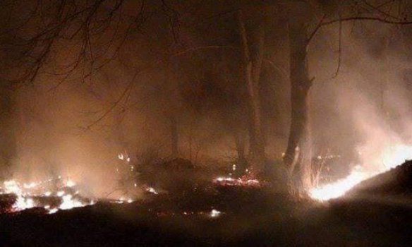 Нічна пожежа на Закарпатті локалізована — горіли суха трава, чагарники та старі виноградники