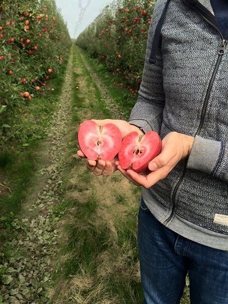В Закарпатье собрали урожай яблок с красной мякотью