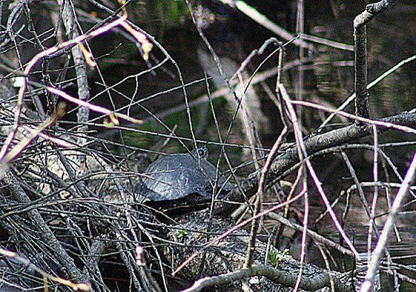 На закарпатской Теребле поселились болотные черепахи
