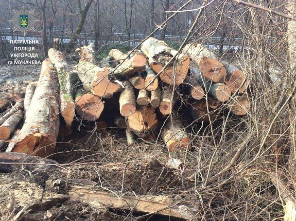 На автодороге "Киев-Чоп" обнаружили 40 кубов срезанного леса