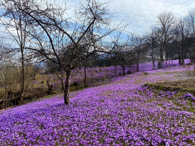 В Закарпатье уже вовсю цветут краснокнижные шафраны