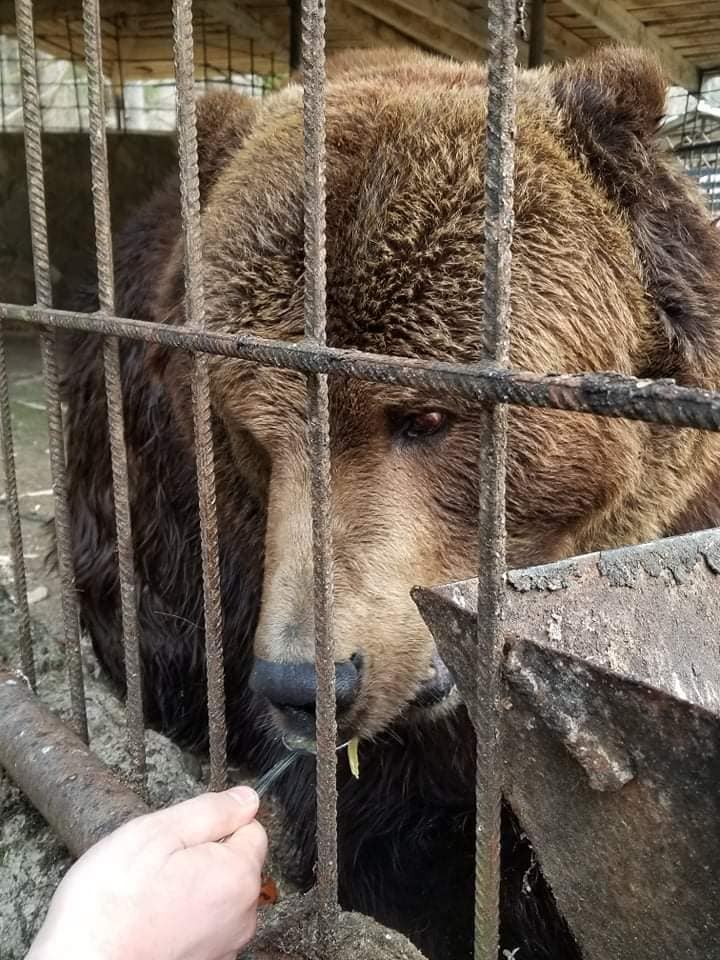 В Закарпатье от гуцулов спасли еще одного медведя 