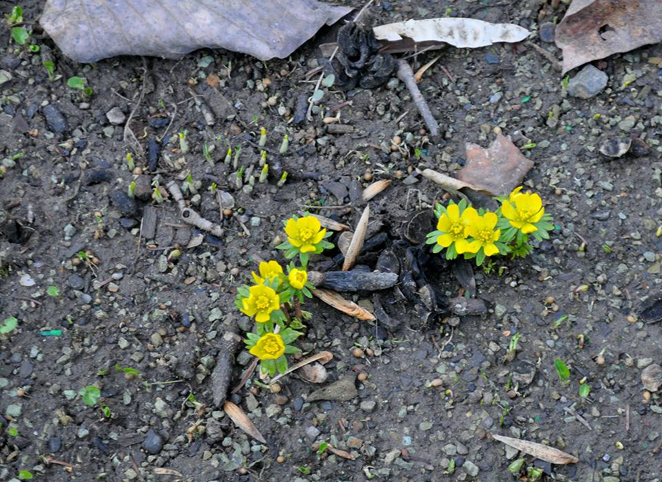 В Ужгороде распустились первые весенние цветы