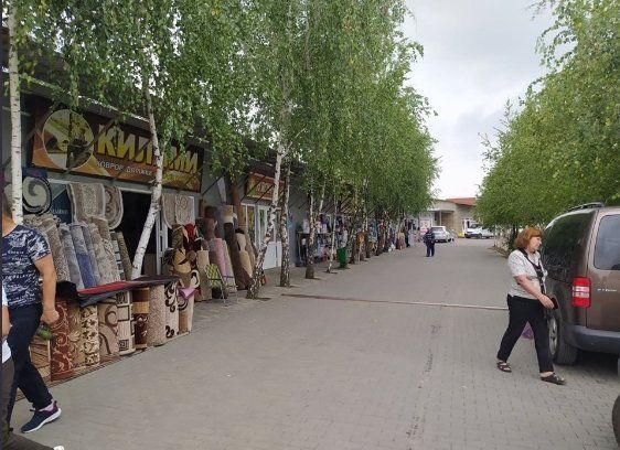 Місто на Закарпатті хизується найдовшою на теренах України алеєю з берізок