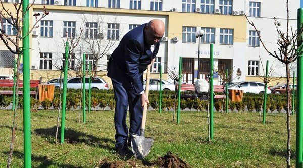 На площади Народной в Ужгороде будет живая новогодняя елка