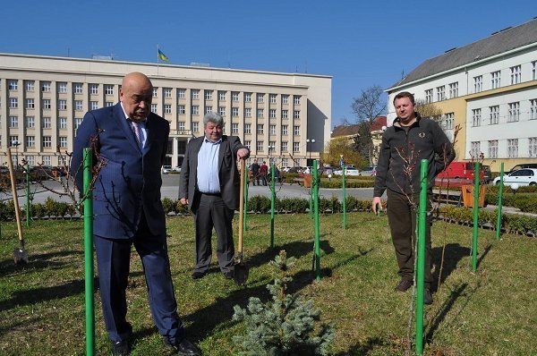 На площади Народной в Ужгороде будет живая новогодняя елка