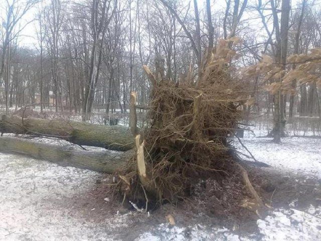 В Закарпатье ураганный ветер натворил беды