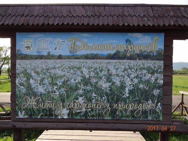 На Закарпатье в Долине нарциссов зацвели первые цветы