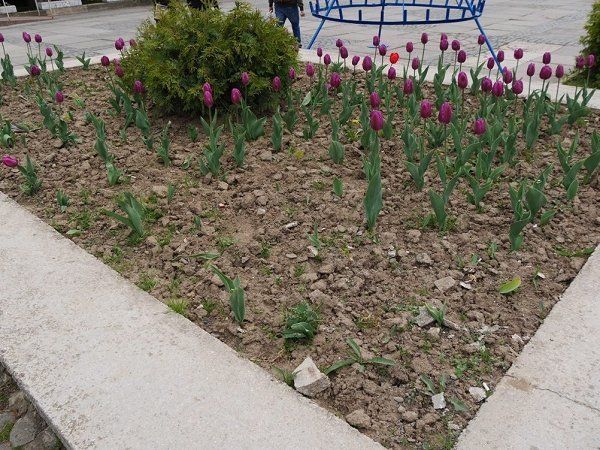 В Ужгород высадили тысячи цветов