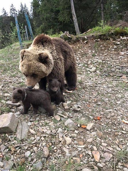 В Национальном парке "Синевир" родились маленькие медвежата
