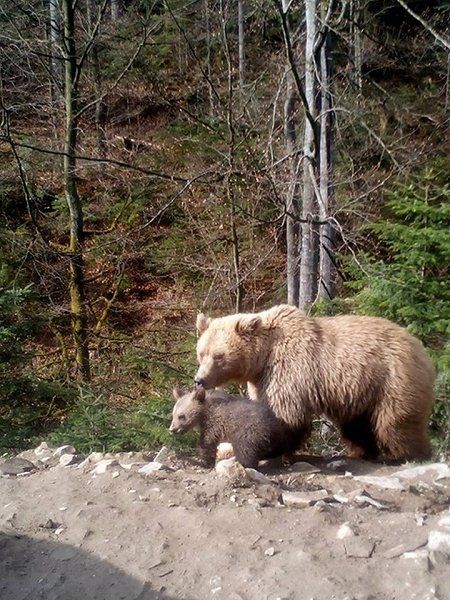 Буба и медвежонок
