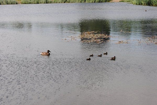 На озере в Ужгороде пополнение утят