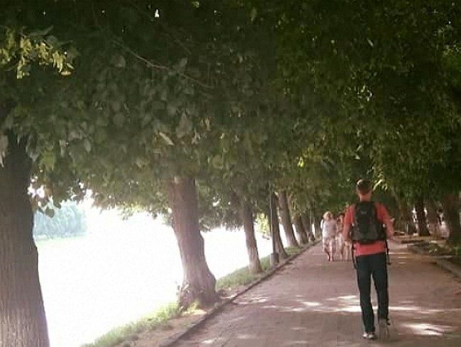 Рекордна в Європі алея з лип квітує нині в Ужгороді 