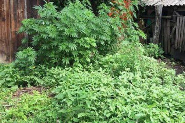 На Закарпатье правоохранители изъяли наркосодержащие растения