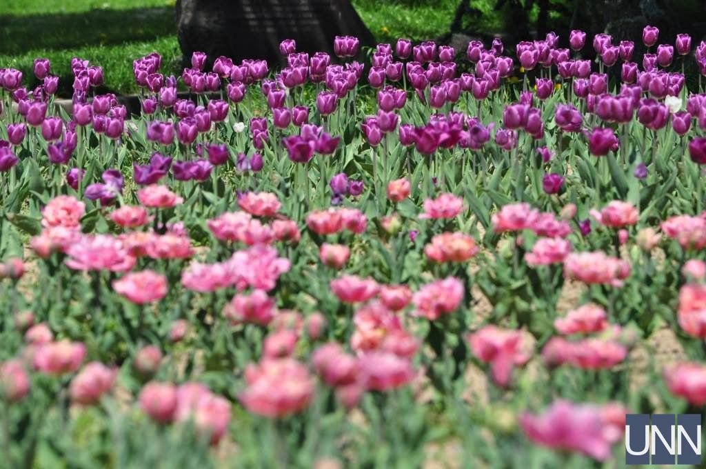 В Ужгороді розквітли понад 20 тисяч тюльпанів