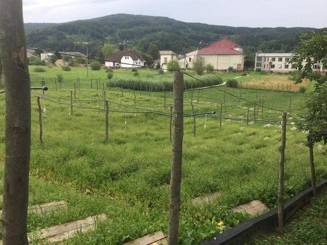Первая улиточная ферма в Закарпатье