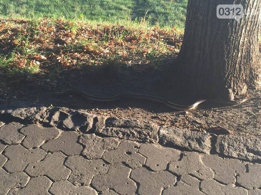 С потеплением, которое пришло на днях в Ужгород, активизировались змеи.