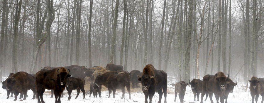 Питомник бизонов. 30 км от Чернобыля, с.Дроньки, Беларусь