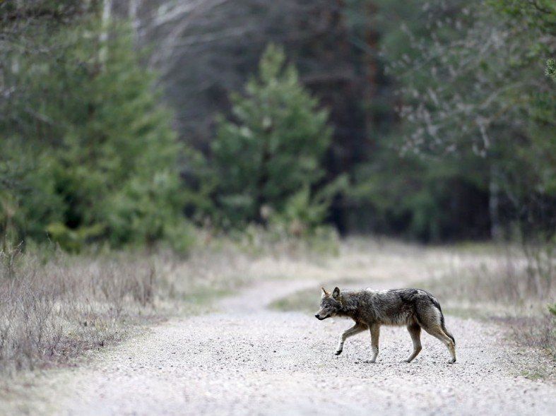 Волк прогуливается лесом. Село Бабчин, Беларусь