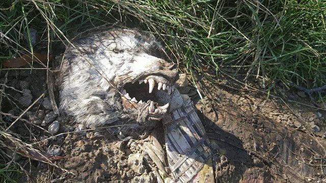 В Ужгороде под мостом обнаружили мертвого волка