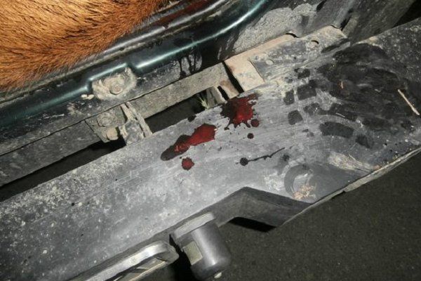 Ночью в Закарпатье задержали браконьеров с убитым оленем