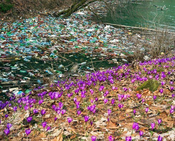 Шафрановые поляны Закарпатья превратились в мусоросвалки