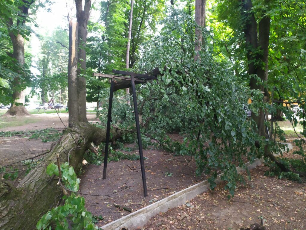 Как в Ужгороде оправдались за вырубку деревьев в парке для аттракционов