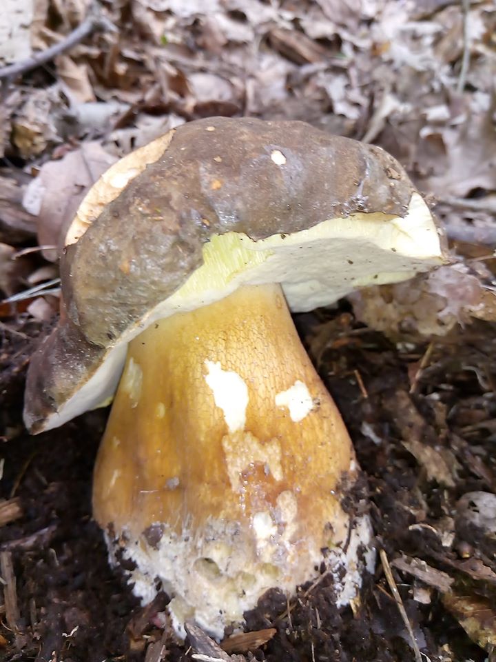 Сезон білих грибів у розпалі в лісах Закарпаття