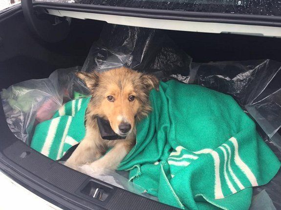 Нашлись хозяева собак, которые двое суток находились на ж/д путях в Закарпатье