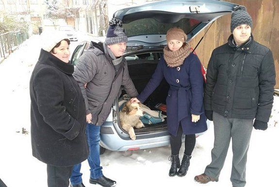 Нашлись хозяева собак, которые двое суток находились на ж/д путях в Закарпатье