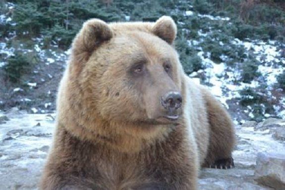 В Закарпатье медведи готовятся зимней спячке