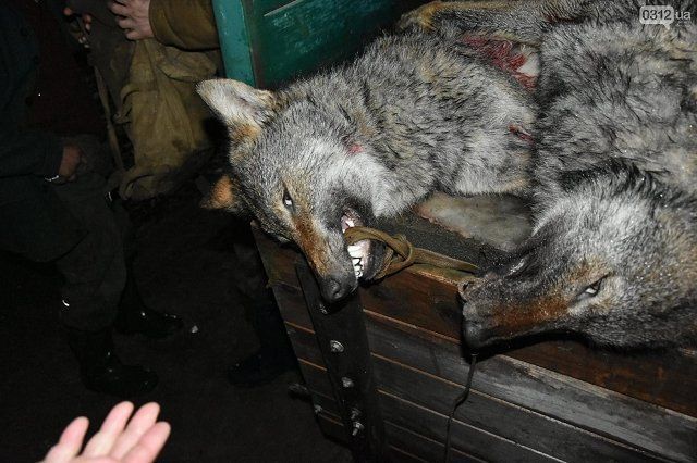 В Закарпатье массово отстреливают волков