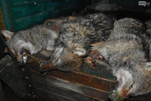 В Закарпатье массово отстреливают волков