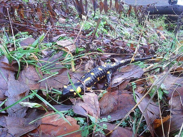 На Закарпатье саламандры не спят даже зимой