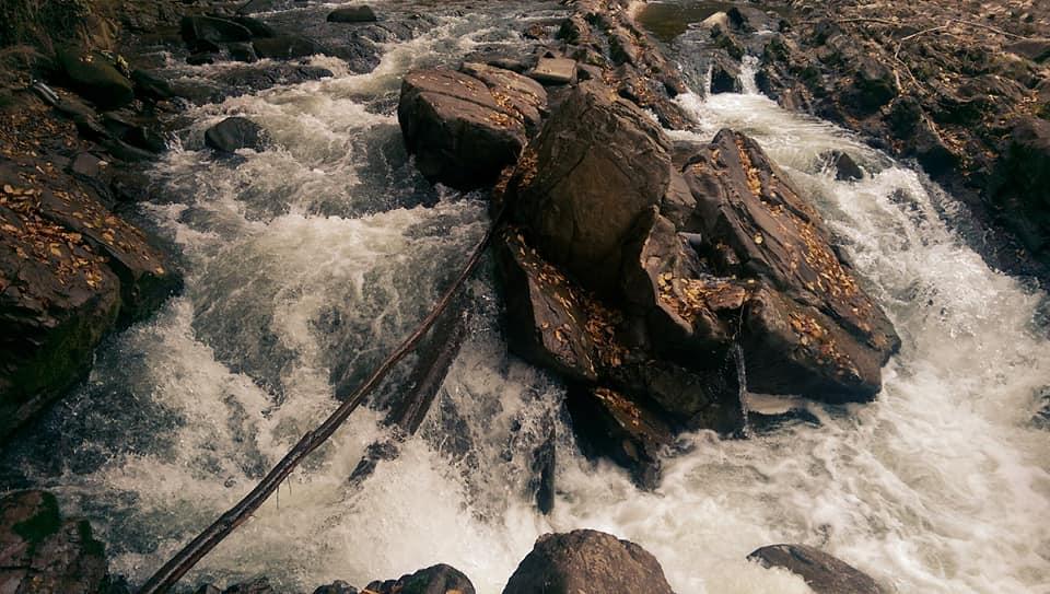 Фото лісу на Закарпатті, через який протікає річка