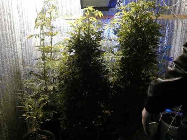 Полицейские в Чопе изъяли наркотиков на сумму около 1 млн гривен