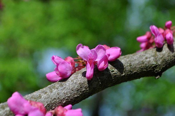 В Ужгороде начался период цветения Иудиного дерева