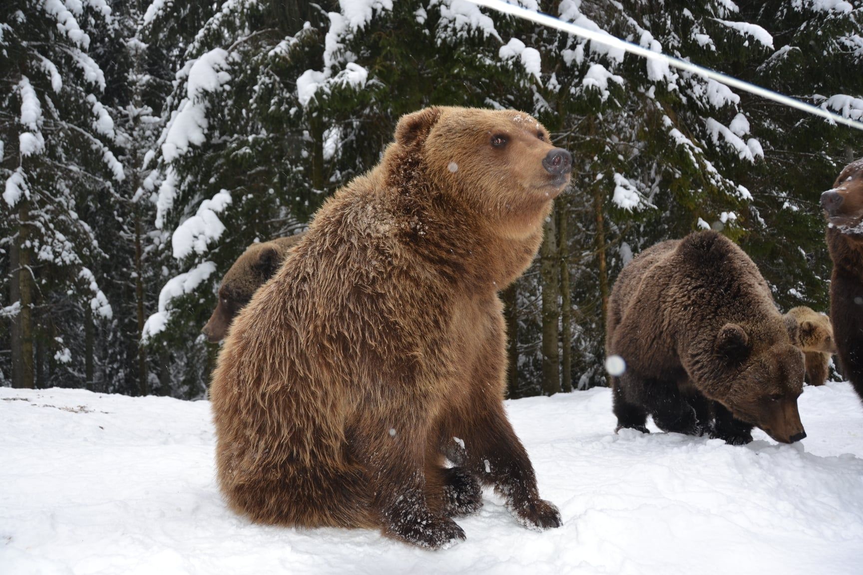 Не все медведи в Закарпатье смогли впасть в спячку 