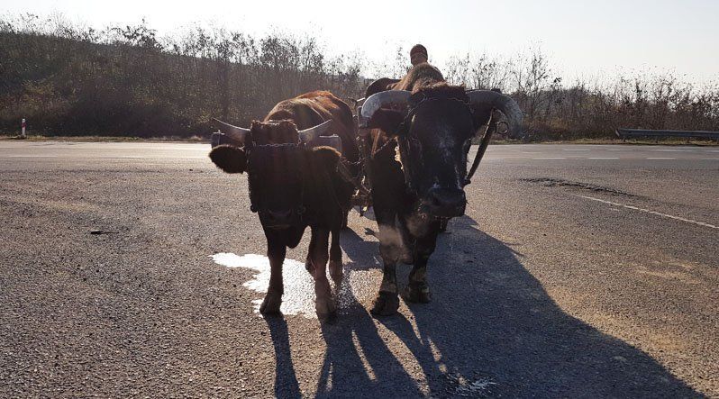 Мешканець Ужгородщини утримує рідкісних для Закарпаття тварин