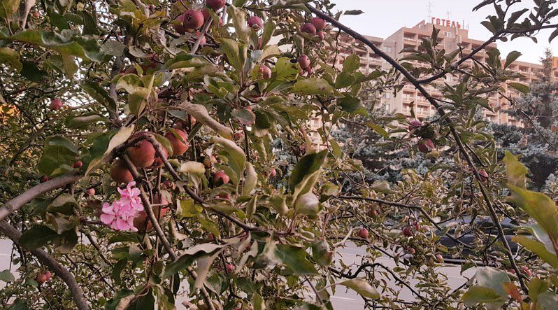 Посеред літа в Ужгороді зацвіла яблуня. Вже вдруге!