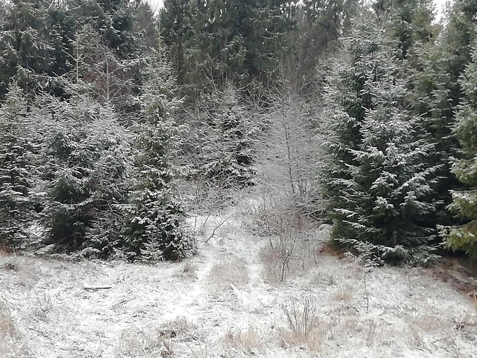 Чарующие снимки: В Закарпатье на одном из перевалов за ночь выпал снег 