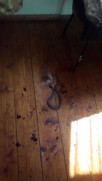 В Закарпатье змея заползла в дом, дети от испуга взывали о помощи