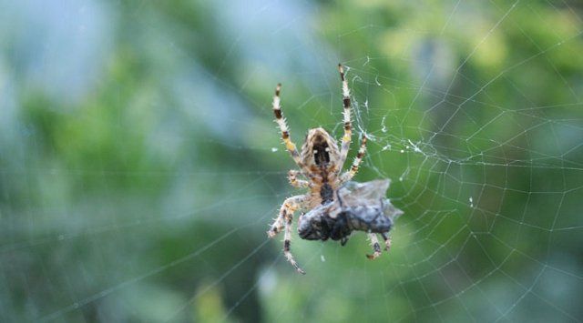 На Закарпатье появились гигантские пауки