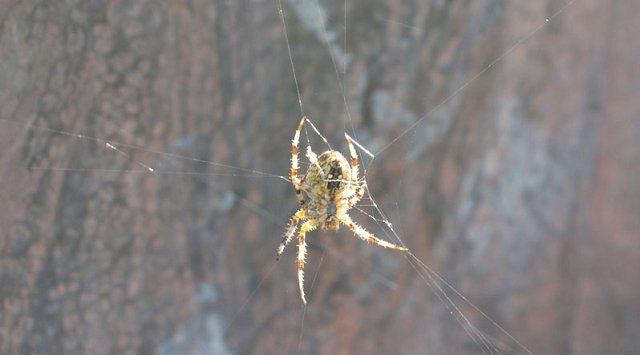 На Закарпатье появились гигантские пауки